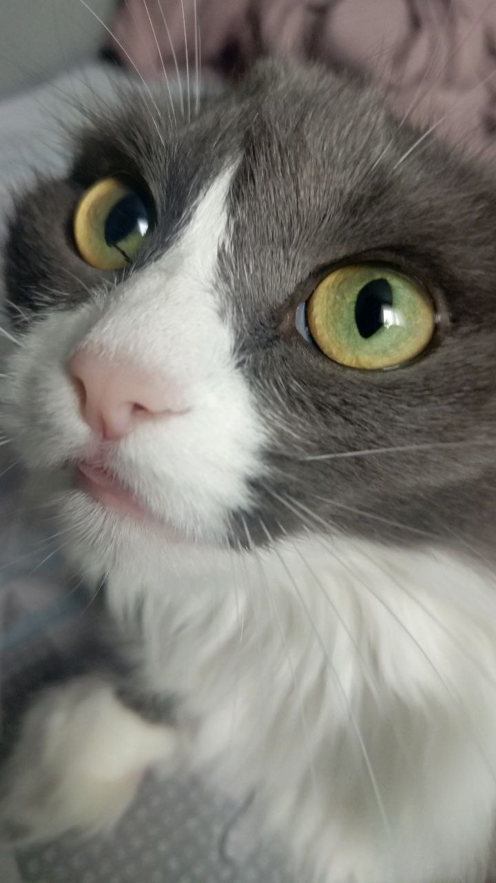 musa
